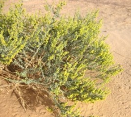 Artemisia judaica, der "Wüsten-Wermut"